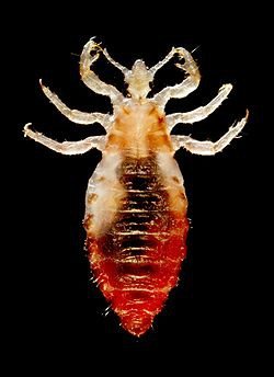 lice