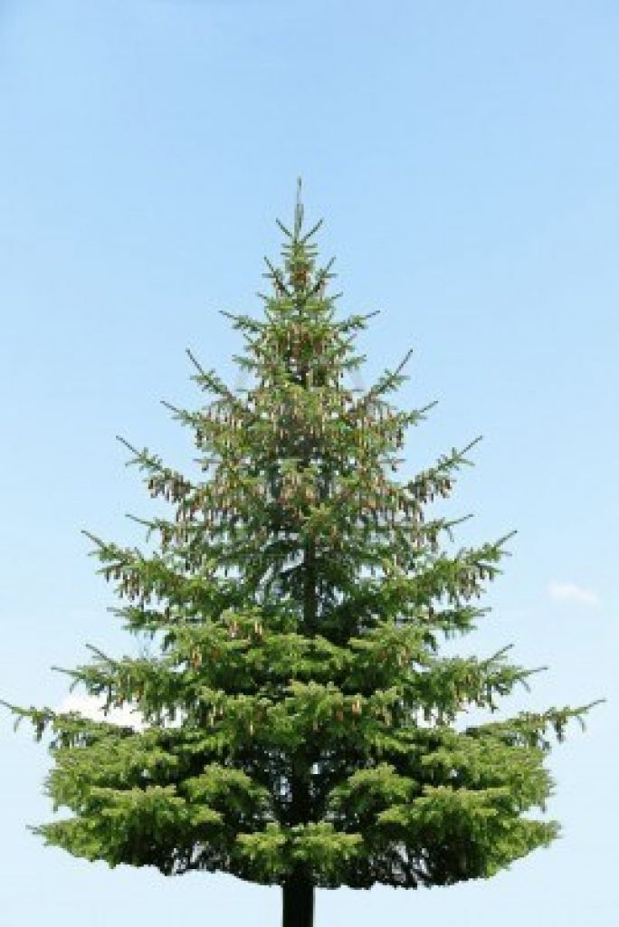 image-saa-martyrs-plant-pine-tree