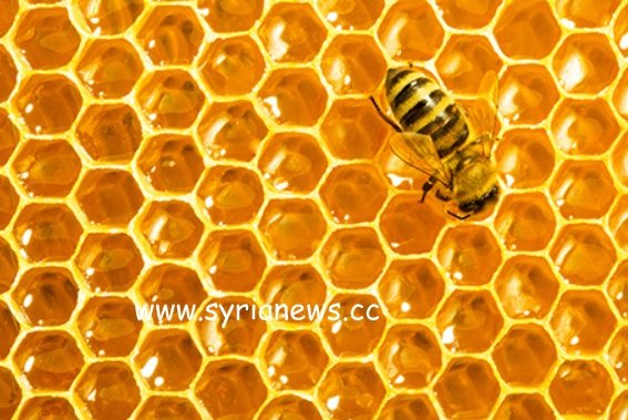 Propolis is also called bee glue.
