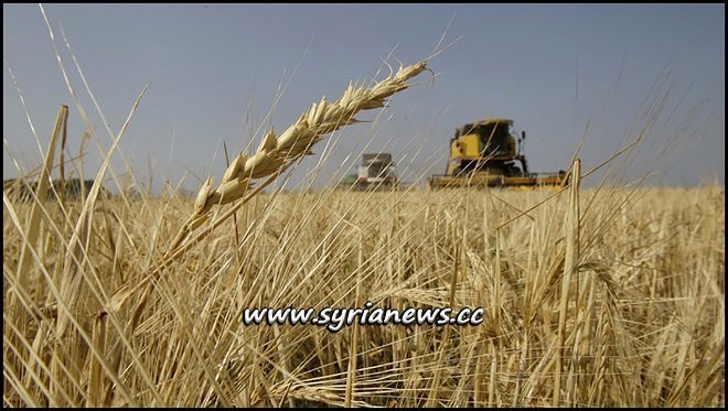 Syrian Wheat