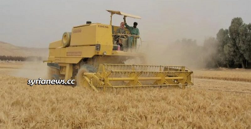 Syria wheat crops harvesting
