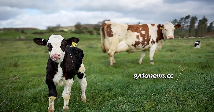 Meat and Dairy Farmers in USA Suffer COVID-19 - Rep. Massie's PRIME Act