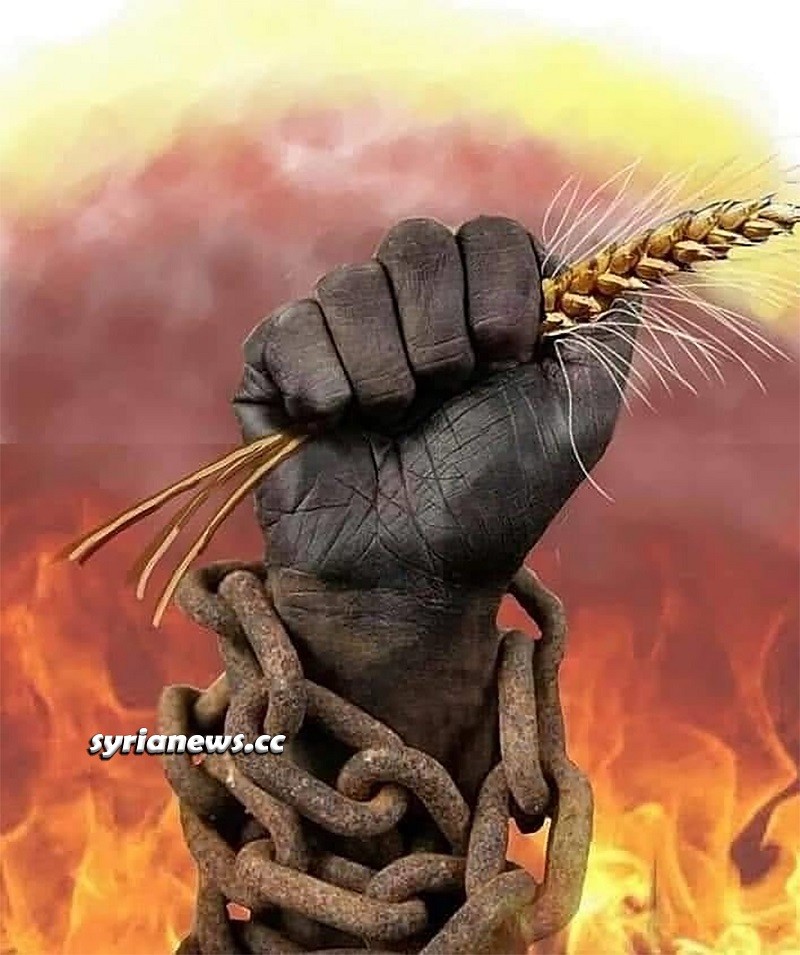 Syrian Wheat crops - القمح السوري