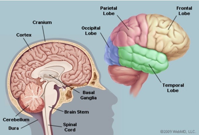Brain anatomy