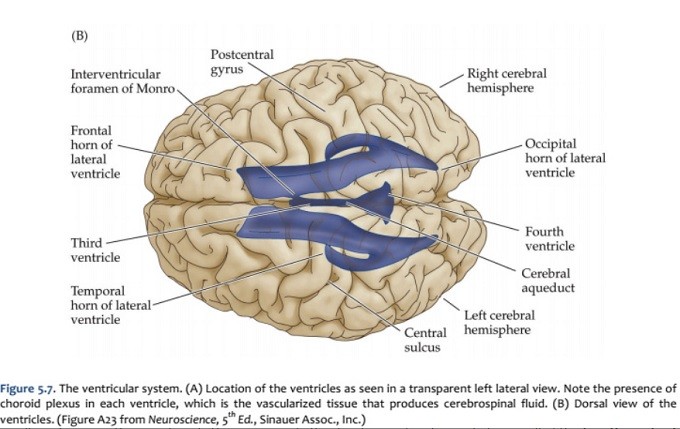 ventricular system