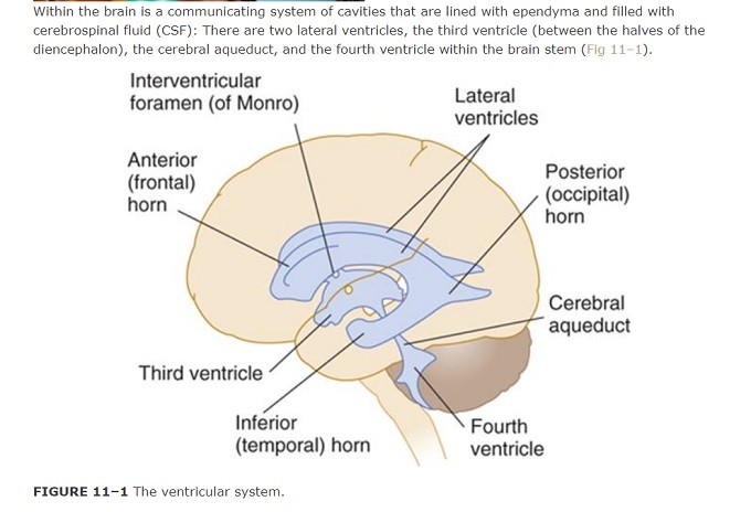 ventricular system