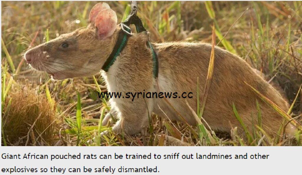 This rat can be trained to sniff landmines.