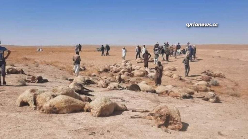CIA-sponsored ISIS ISIL Daesh attack Syrian shepherds in Deir Ezzor